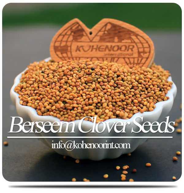 Berseem Clover Seeds