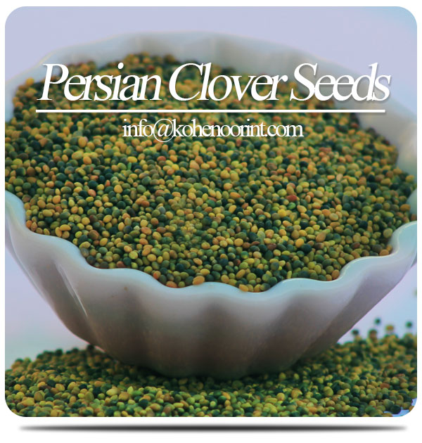 Persian Clover Seeds