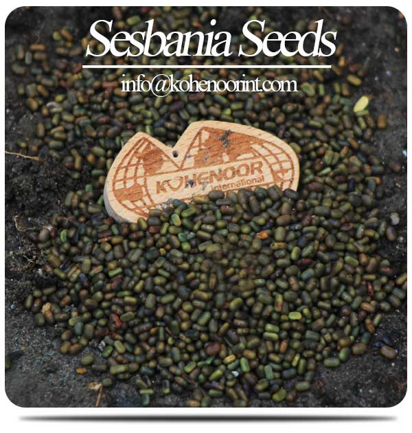 Sesbaina Seeds
