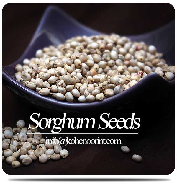 Sorghum  Sudan Grass Seeds